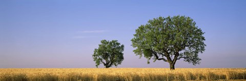 Framed Two almond trees in wheat field, Plateau De Valensole, France Print