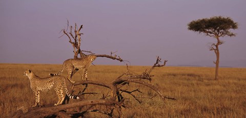 Framed View of two Cheetahs in the wild, Africa Print