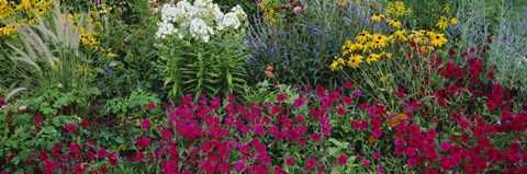 Framed Close-up of flowers in a garden Print