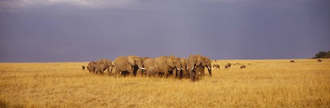 Framed Elephants of Masai Mara National Reserve, Kenya Print