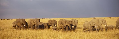 Framed Elephants on the Grasslands, Masai Mara National Reserve, Kenya Print