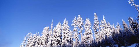 Framed Pine Trees in Winter, Oregon Print