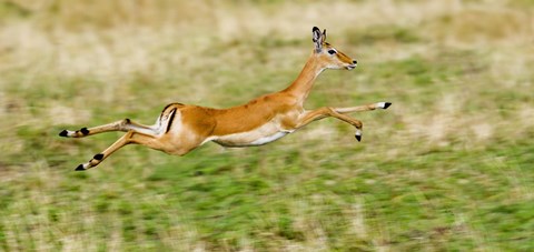 Framed Springbok leaping in a field Print