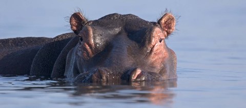Framed Close-up of a hippopotamus submerged in water Print