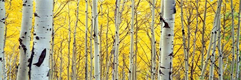 Framed Aspen trees in a forest Print