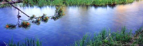 Framed Lodgepole Pine (Pinus contorta) branch near a river, Cottonwood Creek, Grand Teton National Park, Wyoming, USA Print