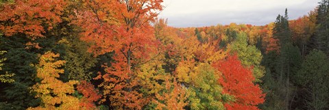 Framed Autumnal trees in a forest, Hiawatha National Forest, Upper Peninsula, Michigan, USA Print