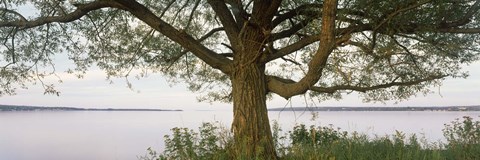 Framed Tree on a Lake, Wisconsin Print