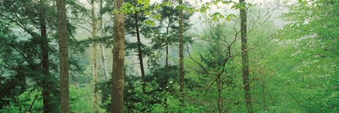 Framed Trees in spring forest, Turkey Run State Park, Parke County, Indiana, USA Print