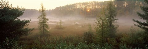 Framed Forest, Northern Highland-American Legion State Forest, Vilas County, Wisconsin, USA Print