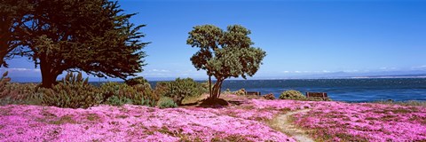 Framed Flowers on the beach, Pacific Grove, Monterey County, California, USA Print