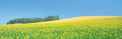 Framed Mustard field with blue sky in background Print