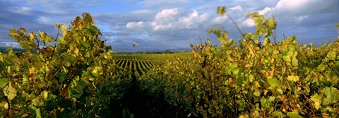 Framed Low angle view of vineyard and windmill, Napa Valley, California, USA Print