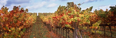 Framed Autumn in a vineyard, Napa Valley, California, USA Print