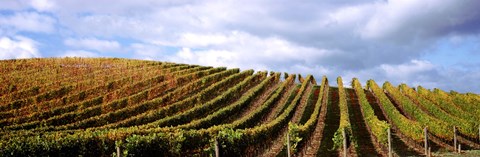 Framed Rows of vines with leaves, Napa Valley, California, USA Print