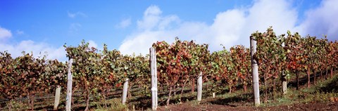 Framed Vines in a vineyard, Napa Valley, Wine Country, California, USA Print