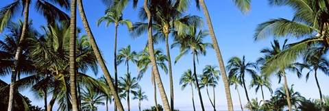 Framed Low angle view of palm trees, Oahu, Hawaii, USA Print