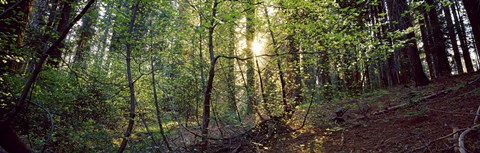 Framed Dogwood trees in a forest, Sequoia National Park, California, USA Print