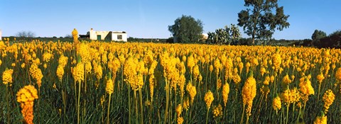 Framed Bulbinella nutans flowers in a field, Northern Cape Province, South Africa Print