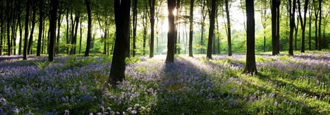 Framed Bluebells growing in a forest in the morning, Micheldever, Hampshire, England Print