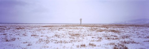 Framed Snow covered landscape in winter, Antelope Flat, Grand Teton National Park, Wyoming, USA Print