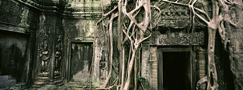 Framed Ruins of Ta Prohm Temple, Angkor, Cambodia Print