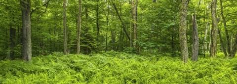 Framed Ferns blanketing floor of summer woods near Old Forge in the Adirondack Mountains, New York State, USA Print