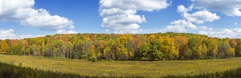 Framed Autumn Trees in New York Print