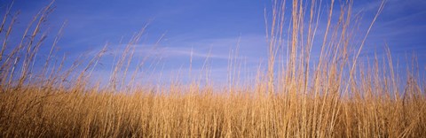 Framed Prairie Grass, Blue Sky, Marion County, Illinois, USA Print
