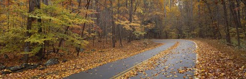 Framed Road passing through autumn forest, Great Smoky Mountains National Park, Cherokee, North Carolina, USA Print