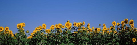 Framed Sunflowers in a field, Marion County, Illinois, USA (Helianthus annuus) Print