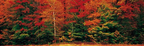 Framed Fall Maple Trees Print