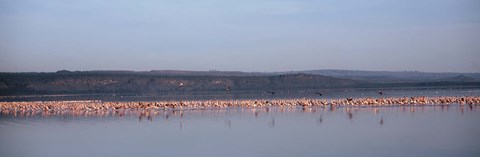 Framed Africa, Kenya, Lake Nakuru National Park, Lake Nakuru, Flamingo birds in the lake Print