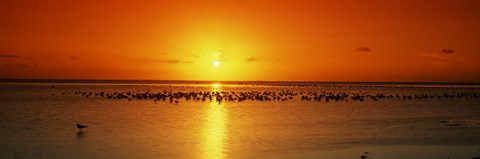 Framed Flock of seagulls on the beach at sunset, South Padre Island, Texas, USA Print
