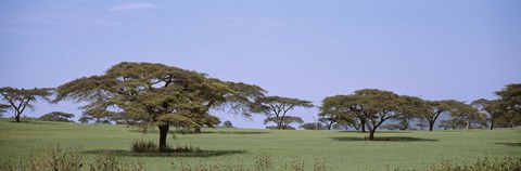 Framed Kenya, View of trees in flat grasslands Print