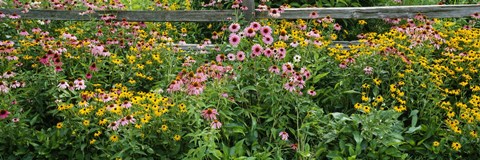 Framed Flowers in a garden Print