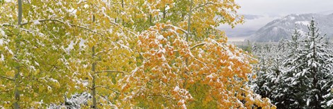 Framed Trees in a forest, Grand Teton National Park, Wyoming, USA Print