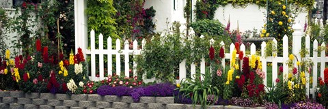 Framed Flowers and picket fence in a garden, La Jolla, San Diego, California, USA Print