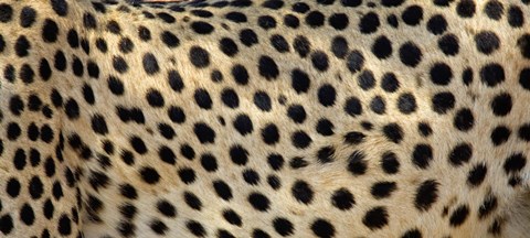 Framed Close-up of the spots on a cheetah Print