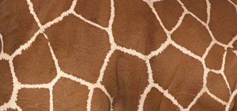 Framed Close-up of a reticulated giraffe markings Print