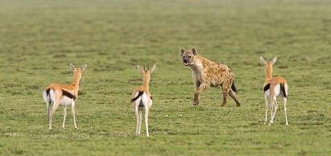 Framed Three Gazelle fawns (Gazella thomsoni) and a Spotted hyena (Crocuta crocuta) in a field, Ngorongoro Conservation Area, Tanzania Print