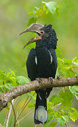 Framed Silvery-cheeked hornbill perching on a branch, Lake Manyara, Arusha Region, Tanzania Print