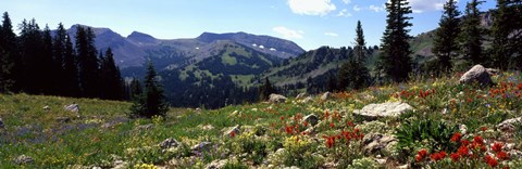 Framed Wildflowers in a field, Rendezvous Mountain, Teton Range, Grand Teton National Park, Wyoming, USA Print