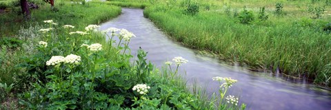 Framed Cow Parsnip (Heracleum maximum) flowers near a stream, Cottonwood Creek, Grand Teton National Park, Wyoming, USA Print