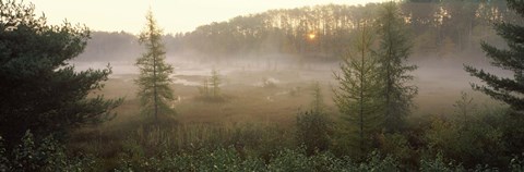 Framed Forest, Northern Highland-American Legion State Forest, Vilas County, Wisconsin, USA Print