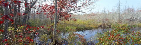 Framed Trees in a forest, Damariscotta, Lincoln County, Maine, USA Print