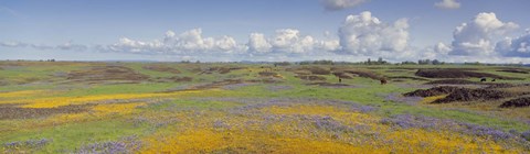 Framed Goldfield flowers in a field, Table Mountain, Sierra Foothills, California, USA Print