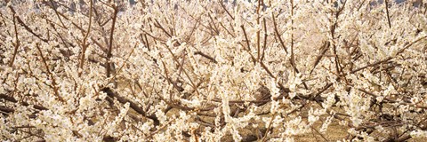 Framed Close up of flowering cherry tree Print
