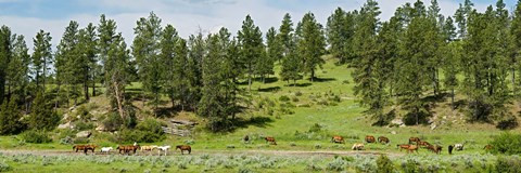 Framed Horses on roundup, Billings, Montana, USA Print