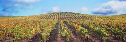 Framed Vineyard, Napa Valley, California, USA Print